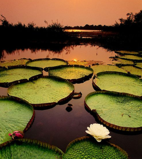 Sen Vua cũng giống các loài sen súng khác thích hợp làm cây thủy sinh tạo cảnh quan. Loại cây này có thể trồng chậu trang trí nhưng lá sẽ có kích thước nhỏ hơn bình thường. Do đó, để Sen Vua phát hủy hết vẻ đẹp và nét độc đáo của lá, hoa thì cần trồng cây ở không gian ao; hồ lớn và chăm sóc tốt.