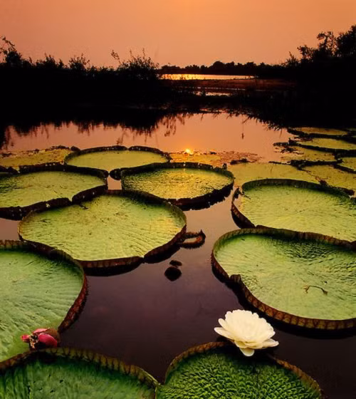 Sen Vua cũng giống các loài sen súng khác thích hợp làm cây thủy sinh tạo cảnh quan. Loại cây này có thể trồng chậu trang trí nhưng lá sẽ có kích thước nhỏ hơn bình thường. Do đó, để Sen Vua phát hủy hết vẻ đẹp và nét độc đáo của lá, hoa thì cần trồng cây ở không gian ao; hồ lớn và chăm sóc tốt.