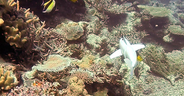 Ở phiên bản này, SoFi được điều khiển từ xa. Đối với phiên bản sau, các kỹ sư sẽ nâng cấp để SoFi có thể tự bơi theo những đàn cá.