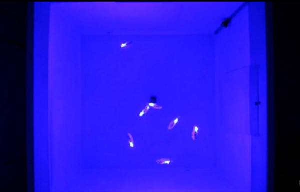 Bluebot được lấy cảm hứng thiết kế từ loài cá đuôi gai xanh sinh sống tại các rạn san hô ở Ấn Độ Dương và Thái Bình Dương. Mỗi robot chỉ dài khoảng 10 cm và bơi bằng cách vỗ vây thay vì sử dụng chân vịt. Điều này cho phép cải thiện khả năng cơ động của chúng so với các thiết bị không người lái dưới nước khác.