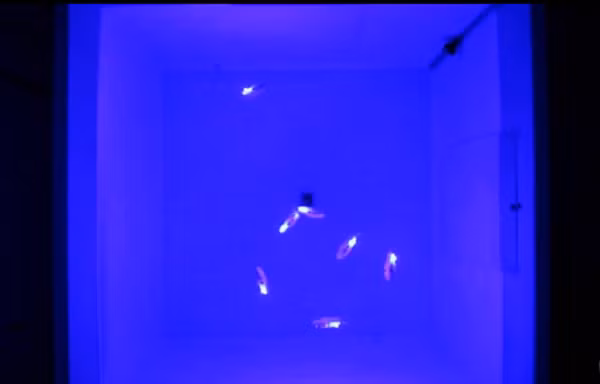 Bluebot được lấy cảm hứng thiết kế từ loài cá đuôi gai xanh sinh sống tại các rạn san hô ở Ấn Độ Dương và Thái Bình Dương. Mỗi robot chỉ dài khoảng 10 cm và bơi bằng cách vỗ vây thay vì sử dụng chân vịt. Điều này cho phép cải thiện khả năng cơ động của chúng so với các thiết bị không người lái dưới nước khác.