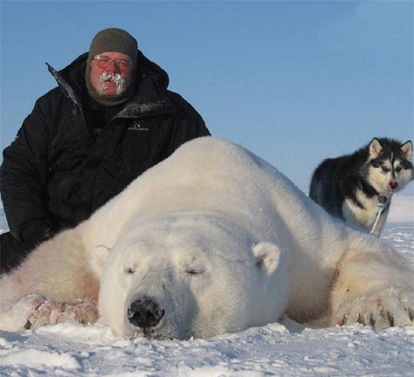 Với những loài thú trên bờ như loài hươu,gấu Bắc Cực. Người Eskimo dùng bẫy và bả để săn bắt. Trên những chiếc xe trượt tuyết do đàn chó bắc cực kéo (chúng phổ biến trên thương trường với tên gọi là chó Eskimo).