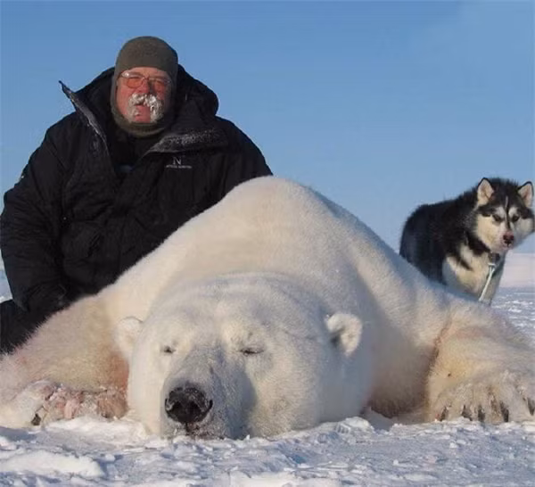 Với những loài thú trên bờ như loài hươu,gấu Bắc Cực. Người Eskimo dùng bẫy và bả để săn bắt. Trên những chiếc xe trượt tuyết do đàn chó bắc cực kéo (chúng phổ biến trên thương trường với tên gọi là chó Eskimo).