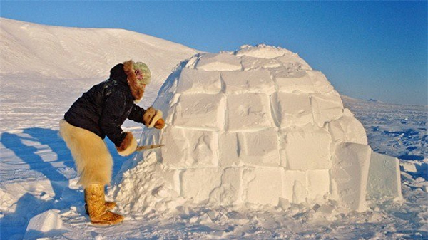 Những căn lều tuyết nửa dưới lòng đất nửa trên mặt đất này chỉ cần 2 người đàn ông xây dựng trong vòng 1 giờ đồng hồ là có thể hoàn thành. Igloo có thể đứng riêng hoặc kết nối nhiều gia đình với nhau thông qua các đường hầm. Nhiệt độ trong các căn lều ấm hơn ngoài trời từ 5-7 độ.