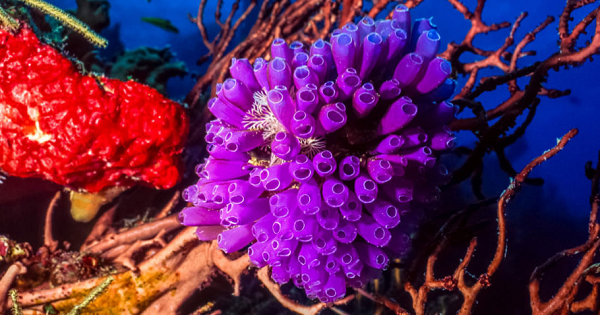 Dù vậy, hải tiêu vẫn là động vật tiến hóa bậc cao do có đốt sống. Tên tiếng Anh của nó Ascidian hay là Tunicate, hoặc một tên dễ nhớ hơn là Sea squirt, trong đó "sea" là biển còn "squirt" là tia nước. Vì mỗi lần hải tiêu nhổ mình ra khỏi mặt bám sẽ bắn ra một tia nước nhẹ.