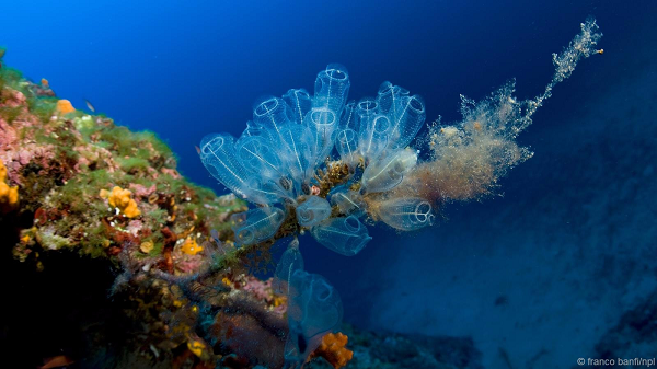 Tuy nhiên, bạn đừng để diện mạo hiền lành của nó đánh lừa. Hải tiêu được coi là loài động vật khá rùng rợn bởi chúng tự ăn não của mình trong quá trình phát triển.