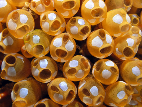 Thực chất đó là quá trình sinh trưởng từ hải tiêu non với hình hài khá giống với nòng nọc (có đầy đủ mắt, não và đuôi) đến khi gắn cơ thể cố định vào một mặt bám và tiêu biến tất cả các bộ phận, chỉ còn lại một đốt thần kinh.