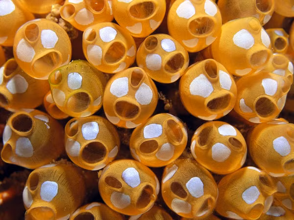 Thực chất đó là quá trình sinh trưởng từ hải tiêu non với hình hài khá giống với nòng nọc (có đầy đủ mắt, não và đuôi) đến khi gắn cơ thể cố định vào một mặt bám và tiêu biến tất cả các bộ phận, chỉ còn lại một đốt thần kinh.