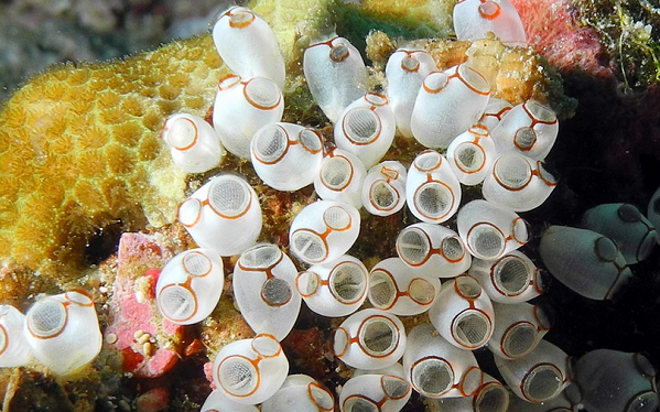 Mặc dù không có não, chúng có khả năng tự hàn kín các vết thương bằng cách tái tạo tế bào mới.