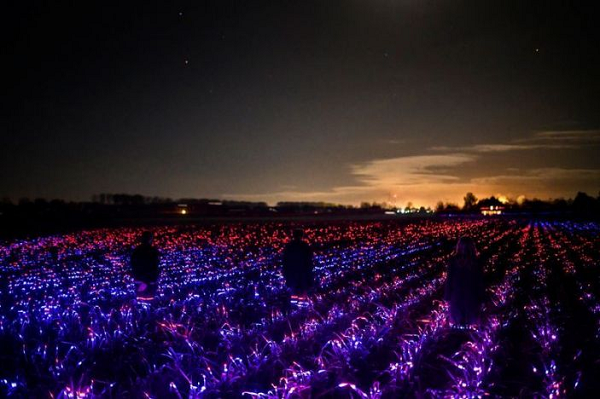 Từ lâu, ánh sáng cực tím ban đêm đã được sử dụng trong nông nghiệp nhà kính, đặc biệt là ở những nơi khan hiếm ánh sáng Mặt Trời trực tiếp. Tuy nhiên, việc sử dụng nó trong canh tác ngoài trời cho đến nay vẫn còn rất hạn chế.