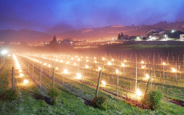 Để có thể giữ được vườn nho tốt trong mùa đông lạnh, kỹ thuật đốt đuốc từ lâu đã được các nhà sản xuất rượu trên khắp thế giới áp dụng để tạo ra sự lưu chuyển của không khí, ngăn ngừa hình thành các túi sương.