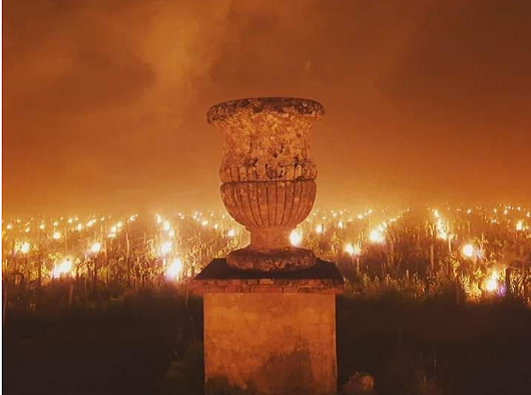 Nhiệt độ âm 1 độ C có thể gây ra thiệt hại nghiêm trọng cho các chồi non mới mọc vì vậy các đội tuần tra vườn nho thay nhau canh giữ suốt đêm, đảm bảo ngọn lửa cháy sáng gây ra ít thiệt hại nhất. Không khí ấm áp đã 'cứu nguy' cho nhà sản xuất. Theo báo cáo, các ngọn đuốc có thể làm tăng nhiệt độ lên khoảng 3 độ C.