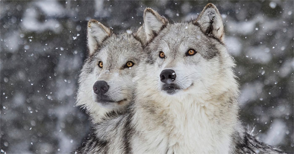 Chó sói rất chung thủy, khi đã “kết hôn”, chúng sẽ sống với nhau rất lâu. Thông thường, một gia đình sói sống hạnh phúc gồm 1 sói đực, 1 sói cái và con của chúng. Nhiều người đã ví gia đình sói giống với gia đình loài người.