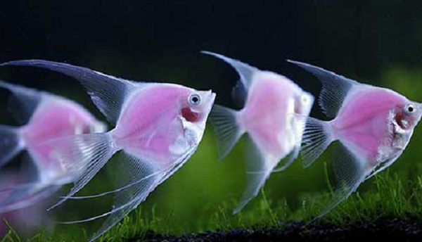 Sẽ rất khó để bắt gặp Cá thần tiên Pháp bơi một mình. Chúng luôn đi có đôi với nhau, thậm chí đi săn mồi cùng nhau. Khi đã kết hợp, Cá thần tiên Pháp sẽ chung sống với nhau hết đời.