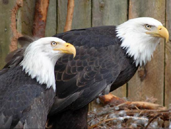 Đại bàng đầu trắng luôn sống thành từng cặp với nhau trừ khi một trong hai bị chết hoặc không có khả năng sinh sản. Một thống kê thú vị cho thấy, tỉ lệ “ly hôn” của đại bàng đầu trắng thậm chí còn thấp hơn rất nhiều so với tỉ lệ ly hôn ở Hoa Kỳ. Hiện tỉ lệ ly hôn của nước này đã vượt quá con số 50%.