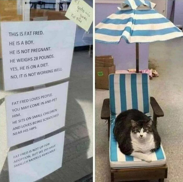 Đây là Fred Mập. Nó thuộc giống đực. Nó không mang bầu. Nó nặng 13 kg. Đúng, nó đang ăn kiêng. Tuy nhiên việc này không có tác dụng. Fred Mập rất yêu quý mọi người. Bạn có thể tới gần và vỗ về nó. Fred thích ngồi lên đám trẻ nhỏ và được gãi ở gần hông.