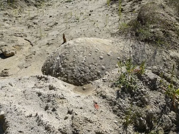 Điều đáng kinh ngạc nhất là những tảng đá Trovant có cấu trúc của một cái cây, bên trong thớ đá cũng có những chiếc vòng như ở thân cây, cho thấy sự phát triển của chúng.