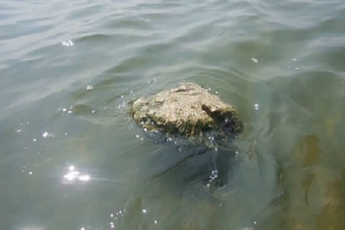 Câu trả lời nằm ở sức căng bề mặt của phần nước bên trong khối đá. Đây cũng là yếu tố giúp một số loài côn trùng nhỏ nổi trên mặt nước mà không bị chìm. Sức căng bề mặt đóng vai trò như một lớp vỏ ngăn khối nước biến dạng. Kích thước càng nhỏ thì hiệu ứng này càng dễ nhận thấy.