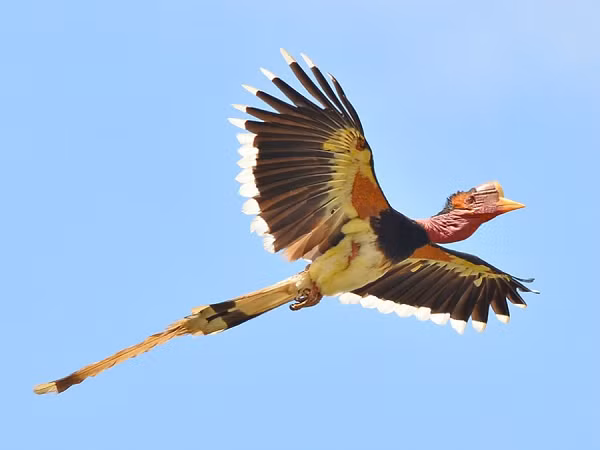 Hồng hoàng mũ cát ( Rhinoplax vigil ) là một loài chim rất lớn trong họ mỏ sừng hay họ hồng hoàng. Nó được tìm thấy ở bán đảo Malay, Sumatra và Borneo. Ở một số bộ lạc tại Đông Á, họ tin rằng hồng hoàng mũ cát chính là kẻ canh giữ giữa sự sống và cái chết.