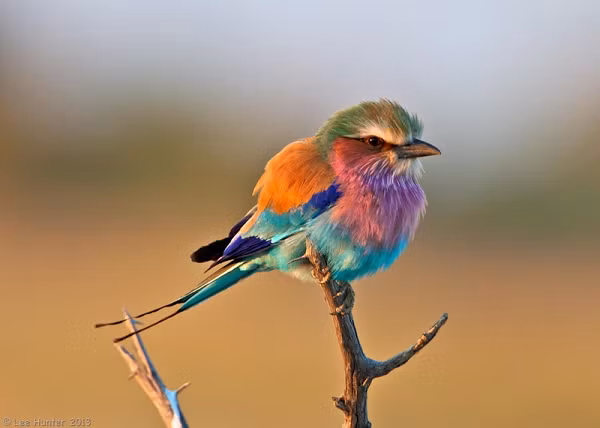 Được biết, chim sả ngực hoa cà nổi tiếng là một trong những loài chim đẹp nhất thế giới. Đây cũng là loài chim được coi là quốc điểu của Kenya và Botswana.