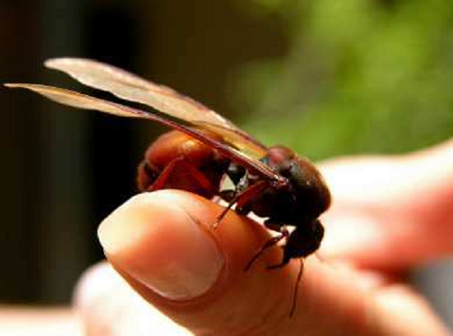 Một đàn kiến mông to có thể bao gồm 3,5 triệu cá thể và kích cỡ ngang một chú gián.