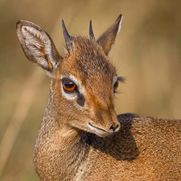 Dik-dik là giống linh dương nhỏ nhất trên thế giới và chúng chỉ cao có 8 inche (20 cm). Vòng đời của linh dương Dik Dik chỉ kéo dài trong vòng 10 năm, tên của chúng được đặt theo tiếng kêu mà chúng phát ra.