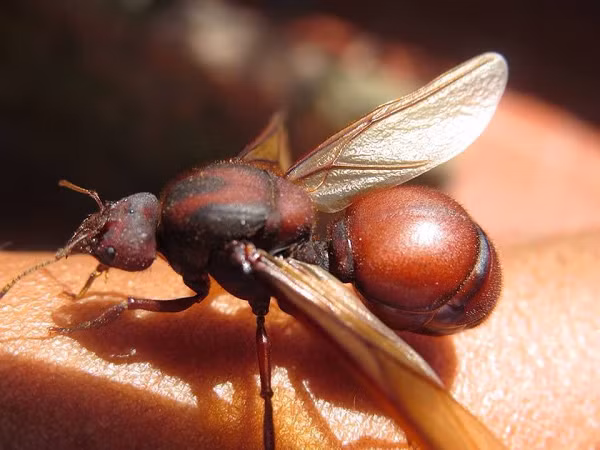 Loài kiến mông to có tên khoa học là Atta laevigata thường được tìm thấy ở Venezuela, Paraguay sở hữu một bờ mông ngoại cỡ giống như tên gọi của nó.