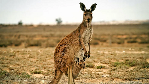 Kangaroo là loài thú có túi thuộc họ Macropodidae, có 12 loài nhưng trong đó 4 loài thường thấy là kangaroo đỏ, kangaroo xám phổ biến nhất. Thời kì mang thai của kangaroo thông thường kéo dài từ 21 - 38 ngày và có thể sinh được tối đa 4 con cùng một lúc.