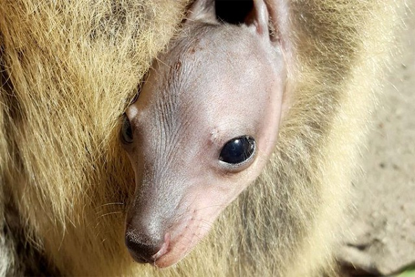 Trong khoảng thời gian trong túi, từ kích thước chỉ nhỏ bằng hạt đậu, thú con sẽ phát triển đạt đến kích thước của một con mèo lớn, gấp hàng ngàn lần trọng lượng khi mới sinh.