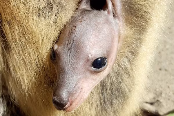 Trong khoảng thời gian trong túi, từ kích thước chỉ nhỏ bằng hạt đậu, thú con sẽ phát triển đạt đến kích thước của một con mèo lớn, gấp hàng ngàn lần trọng lượng khi mới sinh.