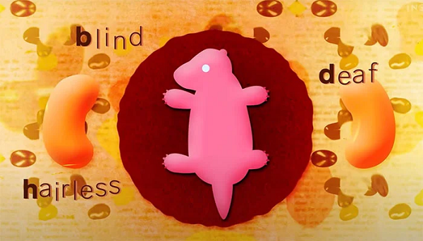 Một con kangaroo đỏ đực trưởng thành có thế cao hơn 1,5m và nặng đến 90 kg, tương đương một người trưởng thành. Tuy nhiên, thú con của chúng khi mới chào đời thường chỉ bé bằng 1 hạt đậu đen hay thậm chí chỉ nhỏ bằng hạt gạo.