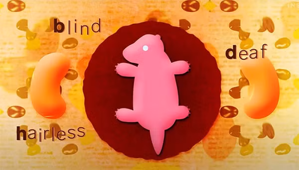 Một con kangaroo đỏ đực trưởng thành có thế cao hơn 1,5m và nặng đến 90 kg, tương đương một người trưởng thành. Tuy nhiên, thú con của chúng khi mới chào đời thường chỉ bé bằng 1 hạt đậu đen hay thậm chí chỉ nhỏ bằng hạt gạo.