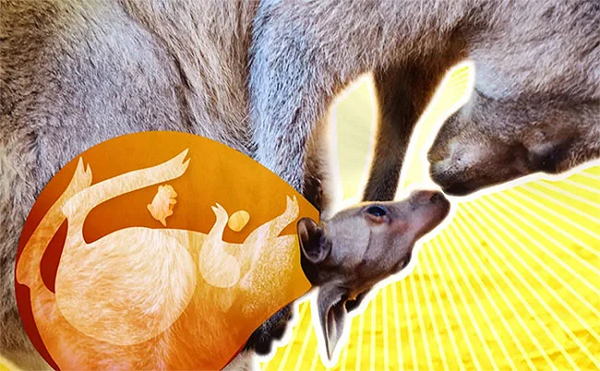 Một con Kangaroo có thể có thai rồi sau đó có thể tạm dừng sự sinh nở của mình khi chúng cảm thấy chưa sẵn sàng. Ví dụ như khi chúng đang bận chăm sóc cho một con non khác, thì phôi thai sẽ ngừng phát triển sau vài ngày cho đến khi chúng thực sự muốn sinh.