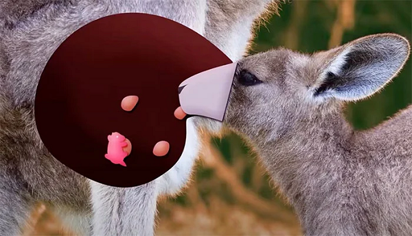 Với kích cỡ vô cùng nhỏ như thế này, cộng với việc thú con chưa phát triển đầy đủ thính giác, thị giác và trụi lông nên thể chất vô cùng yếu ớt, chúng sẽ gặp nhiều khó khăn để sinh tồn ngoài tự nhiên.