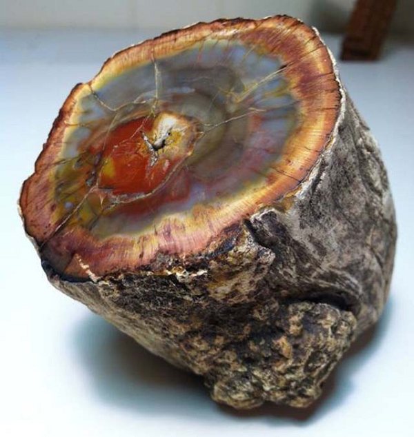 Mã não có thể hình thành từ gỗ, xương động vật hóa thạch.