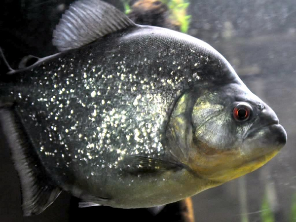 Khi xem xét hình thái chức năng hàm độc đáo kết hợp với hành vi cắn hung hăng của loài này, sẽ không có gì ngạc nhiên khi cá Piranha đen dù lớn hay nhỏ đều có thể xé toạc ruột hoặc phần thịt của con mồi một cách nhanh chóng và hiệu quả