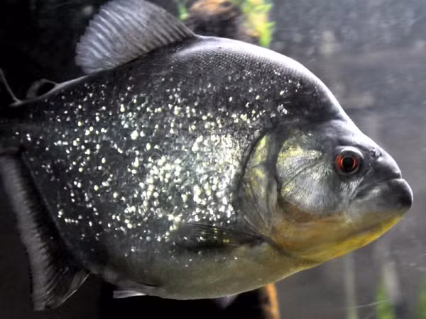 Khi xem xét hình thái chức năng hàm độc đáo kết hợp với hành vi cắn hung hăng của loài này, sẽ không có gì ngạc nhiên khi cá Piranha đen dù lớn hay nhỏ đều có thể xé toạc ruột hoặc phần thịt của con mồi một cách nhanh chóng và hiệu quả