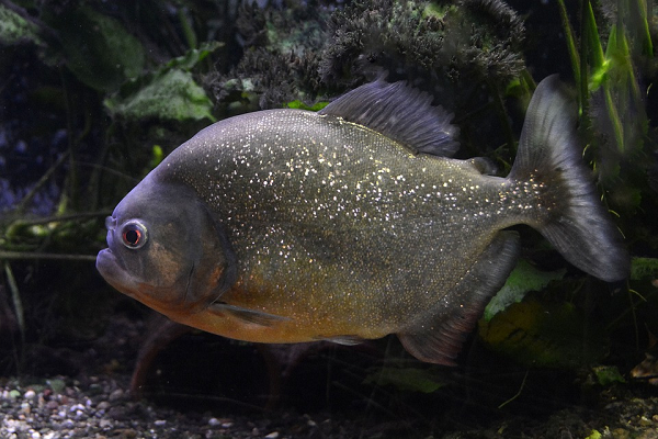 Loài Megapiranha paranensis đã tuyệt chủng - Có lực cắn mạnh gấp 50 lần trọng lượng của nó.