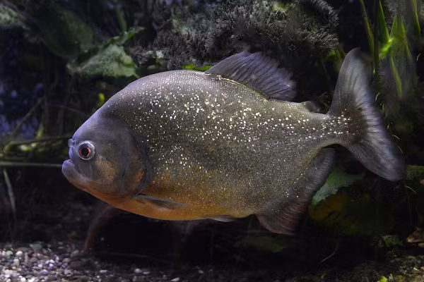 Loài Megapiranha paranensis đã tuyệt chủng - Có lực cắn mạnh gấp 50 lần trọng lượng của nó.
