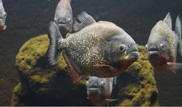 Cá Piranha đen cắn với lực dao động từ 67 đến 320 Newton (7 đến 32 kg) - Một con số ấn tượng đối với cái miệng tương đối nhỏ như vậy của chúng. So với kích thước cơ thể, đây là cú đớp mạnh nhất từng được ghi nhận đối với một loài cá xương và cá sụn nào; và mạnh gấp 3 lần so với cá sấu Mỹ có kích thước tương đương.