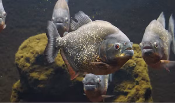 Cá Piranha đen cắn với lực dao động từ 67 đến 320 Newton (7 đến 32 kg) - Một con số ấn tượng đối với cái miệng tương đối nhỏ như vậy của chúng. So với kích thước cơ thể, đây là cú đớp mạnh nhất từng được ghi nhận đối với một loài cá xương và cá sụn nào; và mạnh gấp 3 lần so với cá sấu Mỹ có kích thước tương đương.