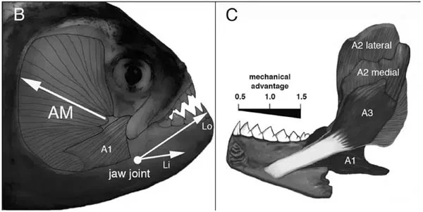 "Kẻ khổng lồ thời tiền sử" Megapiranha có thể đã cắn với một lực từ 1.240 đến 4.749 Newton (127 đến 484 kg). Lực lượng đó mạnh hơn gấp (ít nhất) 10 lần so với con cá Piranha đen lớn nhất.