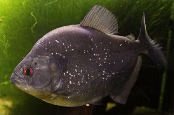 Trong lịch sử Trái Đất, Megapiranha đã từng tồn tại. Dài khoảng 71 cm, Megapiranha có kích thước gấp nhiều lần so với những người anh em róc thịt hiện đại của nó.