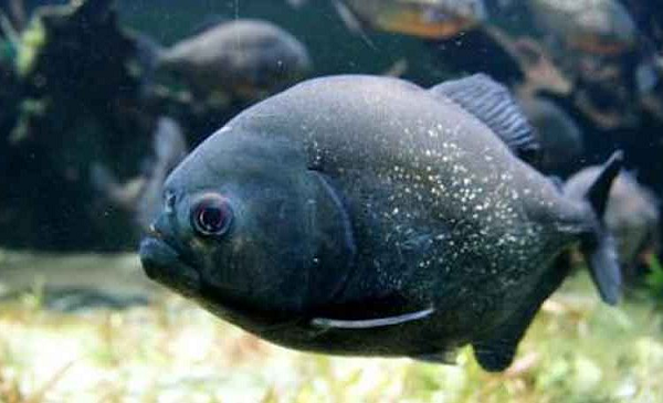 Cú cắn mạnh mẽ đó là do kích thước bất thường của cơ hàm của loài cá Piranha (chiếm khoảng 2% tổng khối lượng cơ thể của Piranha đen).