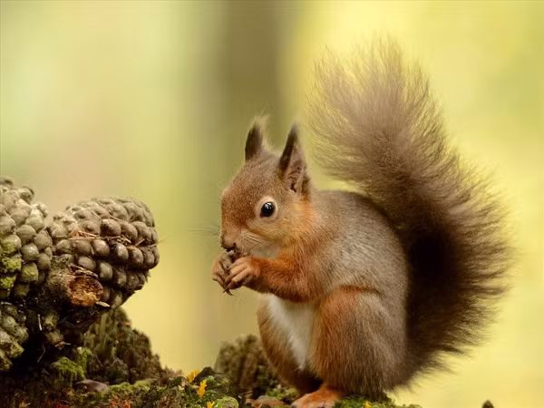 Dựa vào thói quen tới những hốc cây hoặc hang trống rỗng để những con sóc khác tưởng rằng đó là nơi chúng giấu thức ăn của sóc, các nhà khoa học đã chế tạo loại robot có khả năng đánh lừa robot khác.