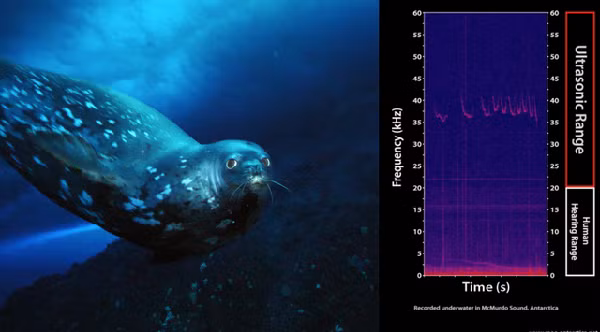 " Tiếng gọi của hải cẩu Weddell tạo ra một âm thanh gần như không thể tin được giống như của thế giới khác dưới lớp băng. Nó thực sự giống như bạn đang ở giữa một trận chiến không gian trong phim viễn tưởng", giáo sư Paul Cziko cho biết.