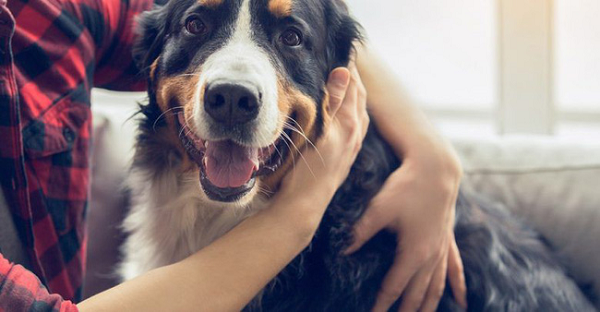 Chó rất thông minh và luôn là người bạn trung thành đáng tin cậy của con người.