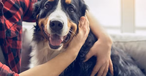 Chó rất thông minh và luôn là người bạn trung thành đáng tin cậy của con người.