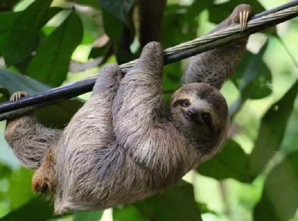 Tổ tiên của Lười hoang dã xuất hiện cách đây 12 triệu năm, Lười ba ngón được tách ra thành loài riêng và tồn tại từ 4-5 triệu năm TCN