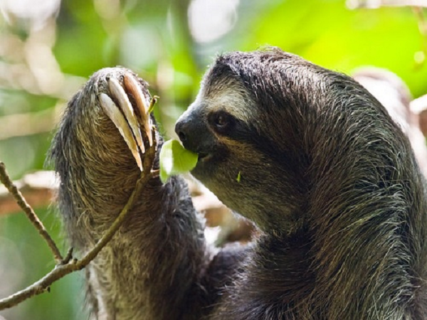 Lười ba ngón có người anh em cùng họ có kích thước lớn hơn là Lười hai ngón. Tuy vậy Lười ba ngón có khả năng bơi nhanh hơn “kẻ bự con” kia. Lười thường di chuyển chậm chạp trên cây. Con non khi sinh ra sẽ bám vào bụng mẹ trong khoảng 9 tháng.